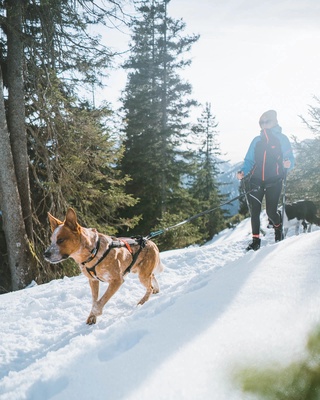 Touring bungee leash
